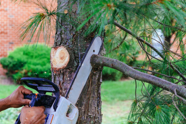  Huber Heights, OH Tree Removal and Landscaping Services Pros